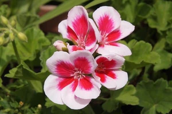 Geranium plant