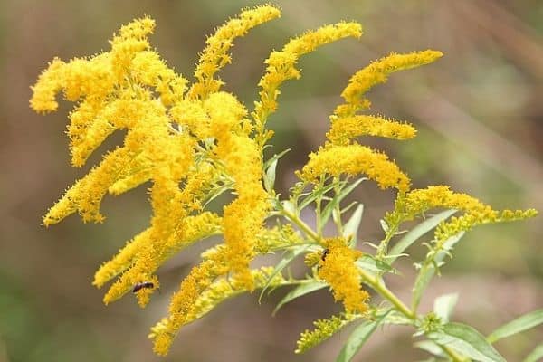 golden rod flower