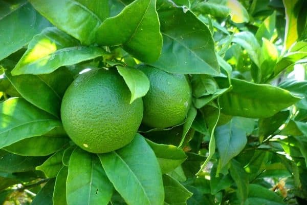 Lime tree growing in container