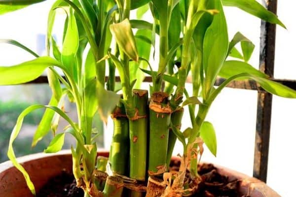 Lucky bamboo