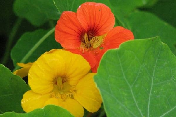 Nasturtium flowers