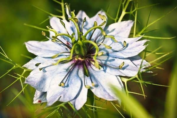 Nigella flower