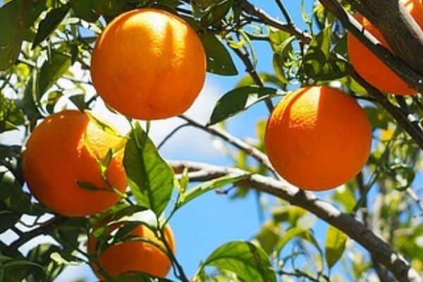 Orange fruit tree