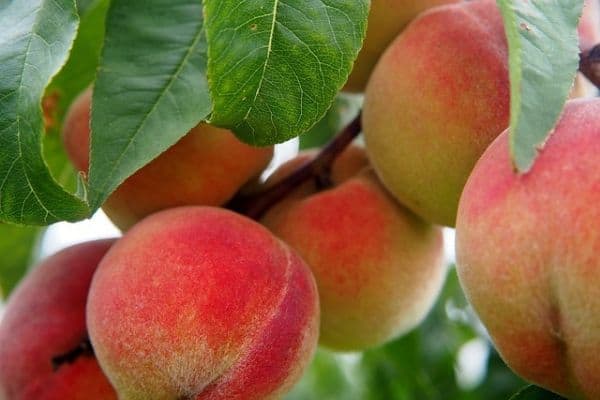 peach tree