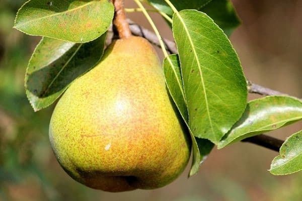 Pear dwarf fruit tree