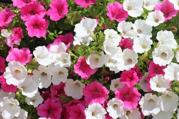 Petunia flowers