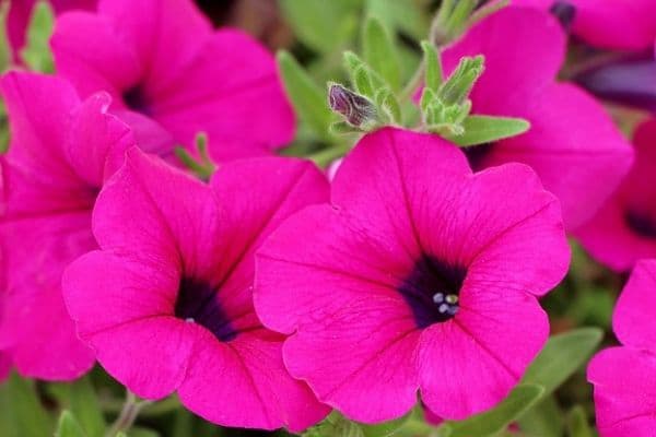 Colorful petunia flowers