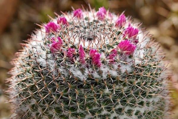 Pincushion cactus