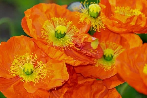 Orange poppies