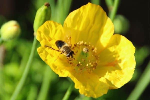 Yellow poppy