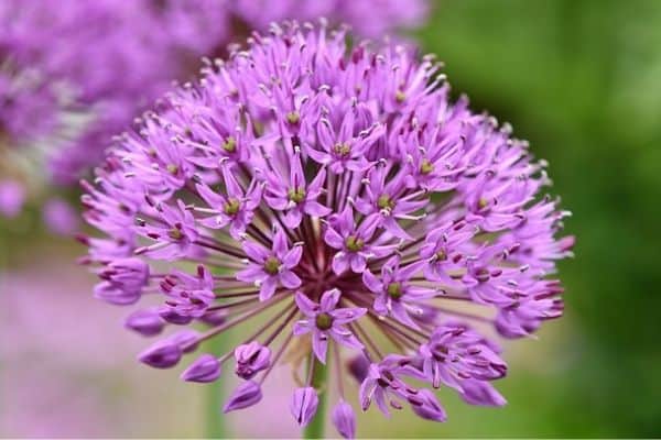 Purple allium