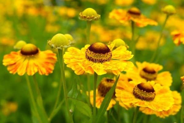 Sneezeweed perennials