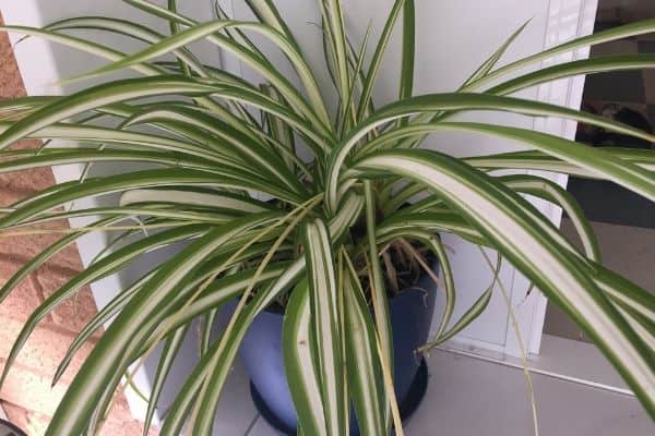 Spider plant