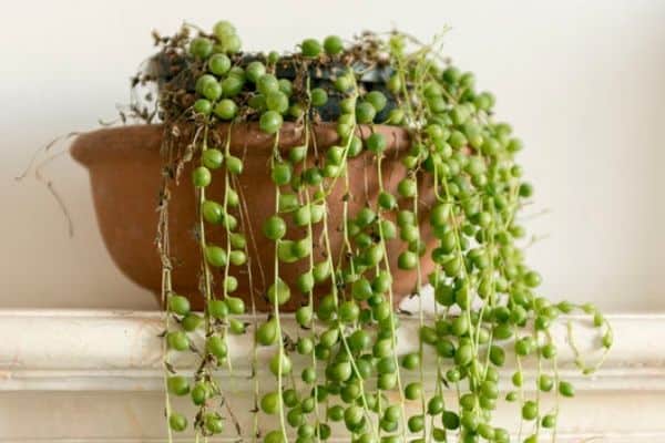 String of Pearls plant