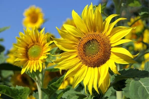 Fast growing sunflowers