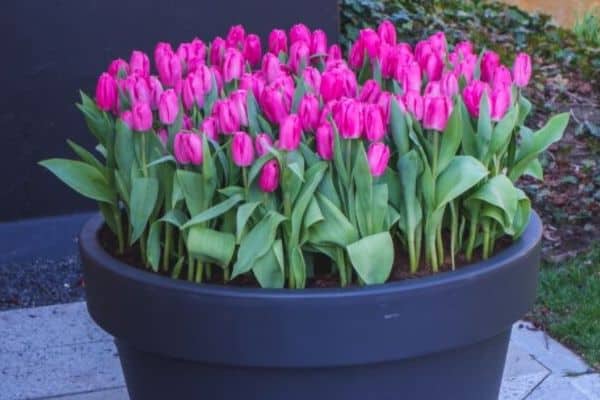 tulip bulbs in pot