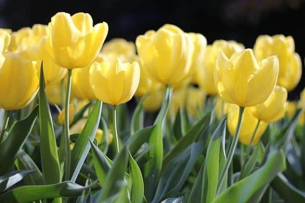 Pastel yellow tulips