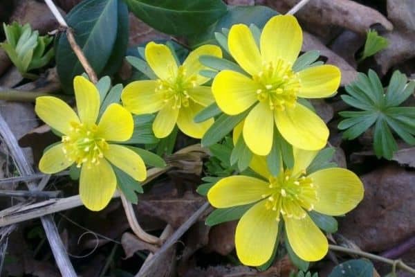 Winter aconite container bulbs