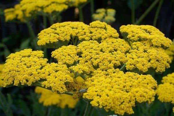 Yellow yarrow