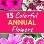Colorful annual flowers