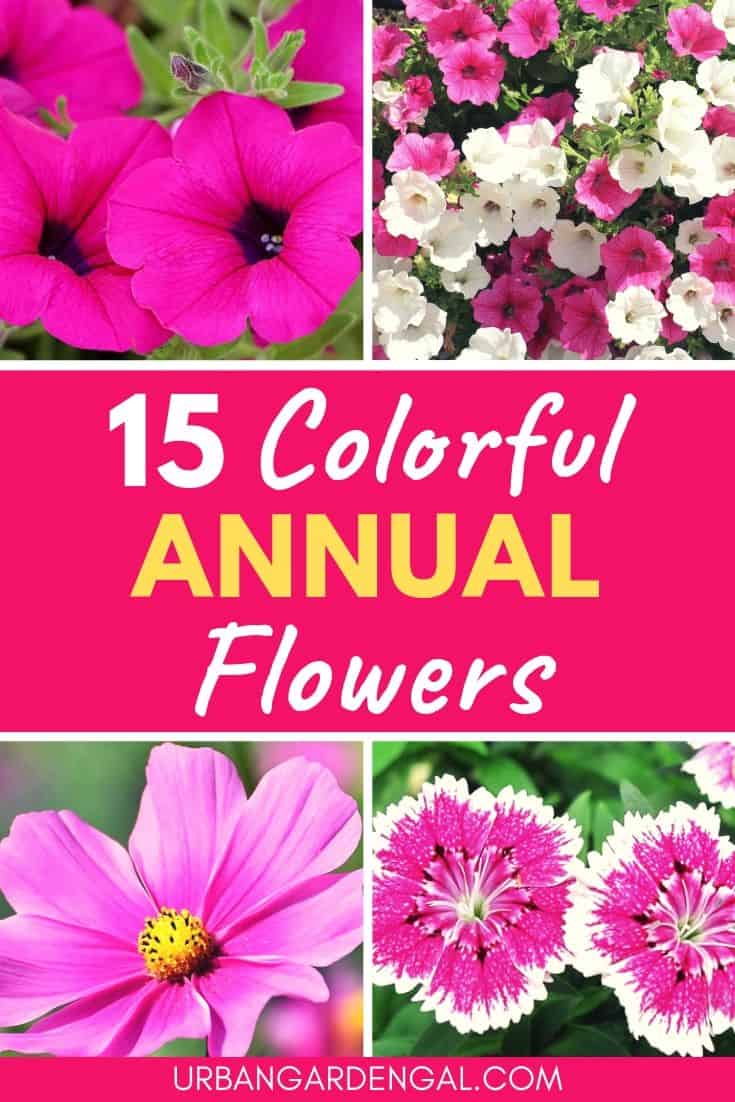 15 Colorful annual flowers