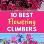 Flowering climbers