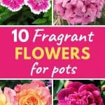 Fragrant flowers for pots