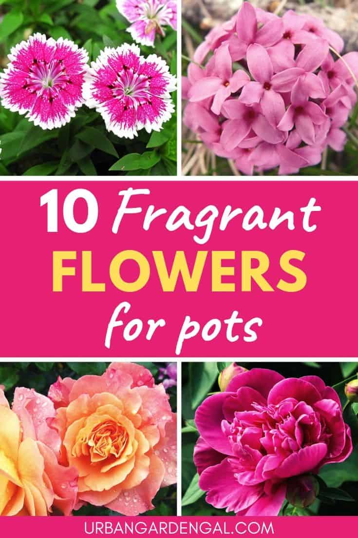 Fragrant flowers for pots