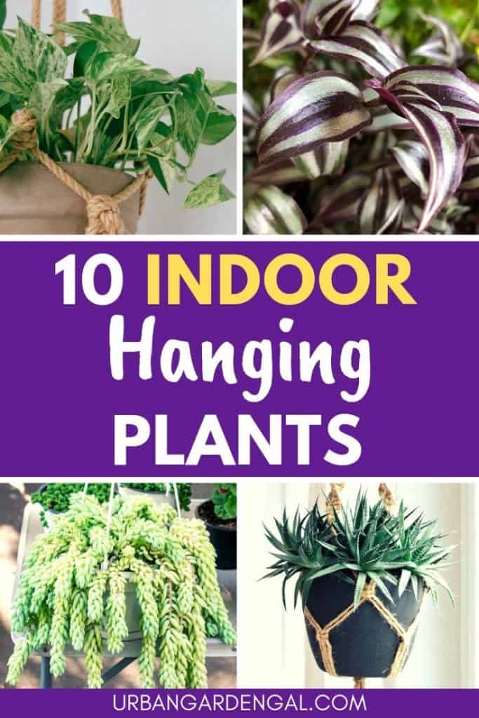 10 Beautiful Indoor Hanging Plants - Urban Garden Gal