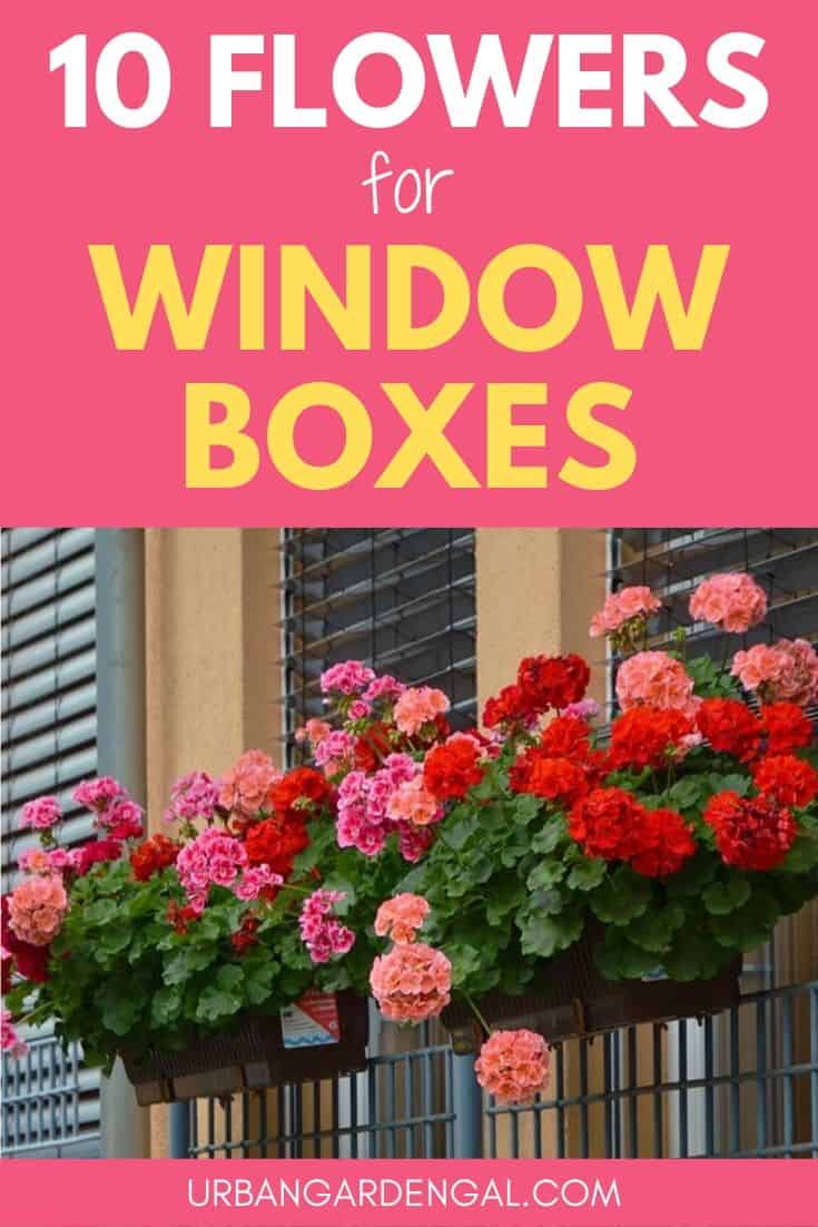 Best flowers for window boxes