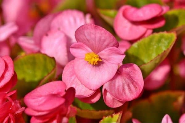 Begonia flowers