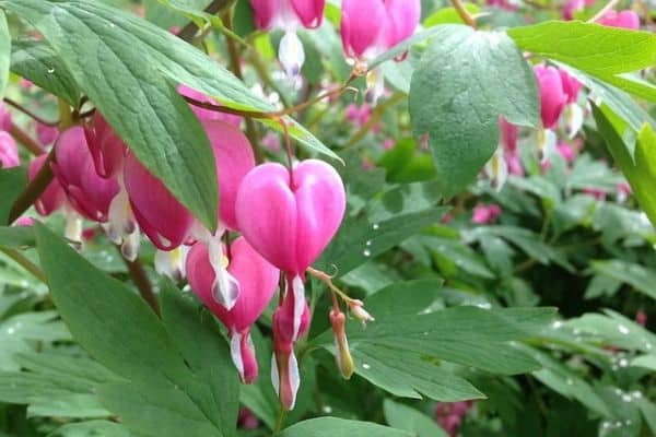 Bleeding Heart flowers in garden