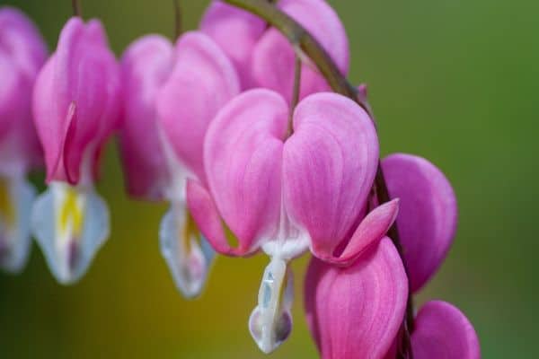 Pink Bleeding Heart flowers