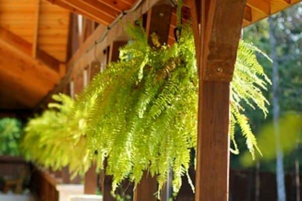 Boston fern hanging from pergola