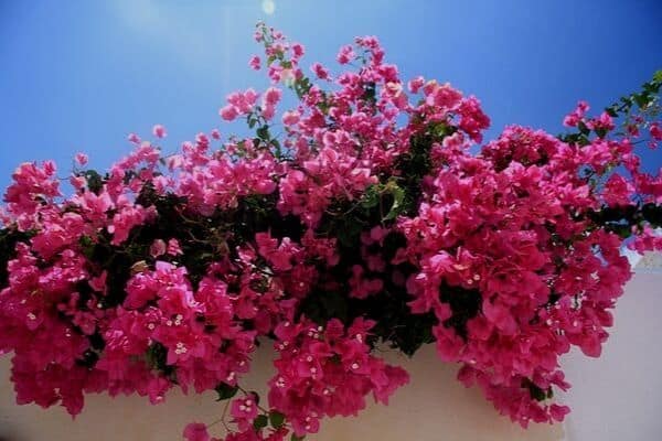 Bougainvillea climbing on wall