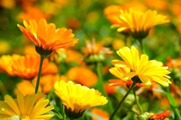 Colorful annuals