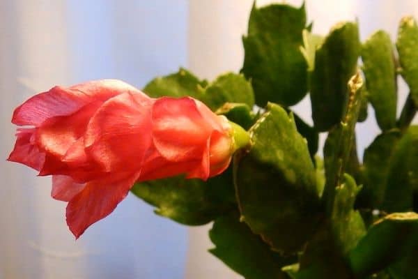 Hanging indoor plant