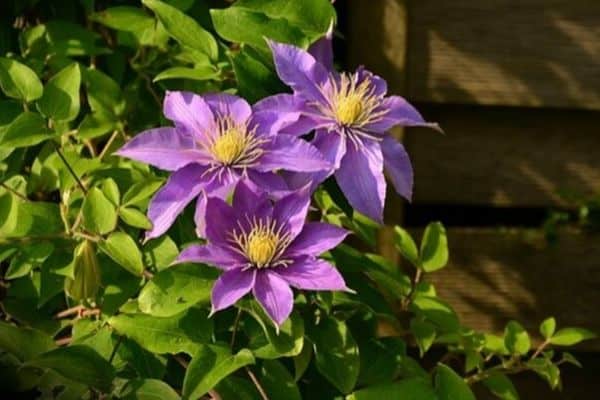 Clematis flowers