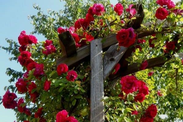 Flowering climbing plants