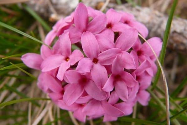 Daphne flower