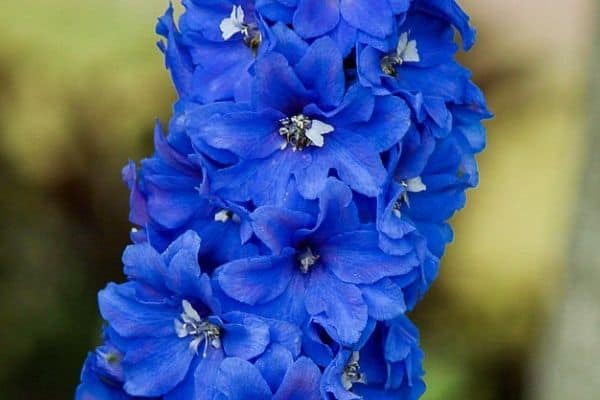 Delphinium plant