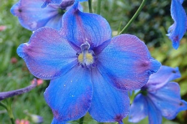 Delphinium growing in garden