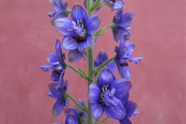 Purple delphinium flowers