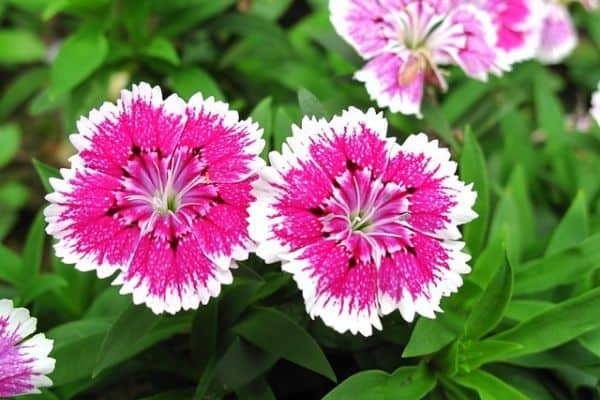 Dianthus flowers