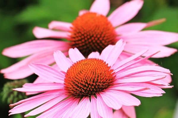 Echinacea growing outdoors