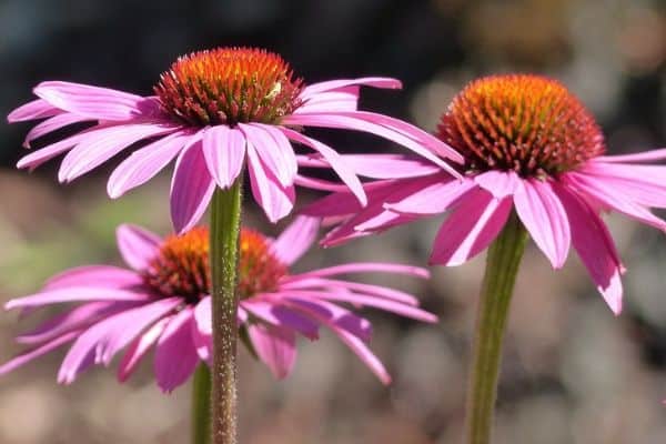  fleurs d'échinacée