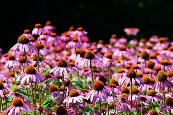 Purple coneflowers