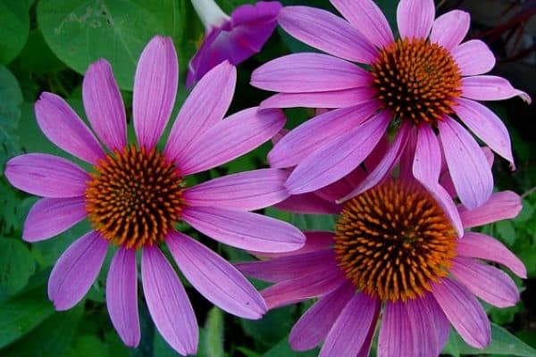 Echinacea growing indoors