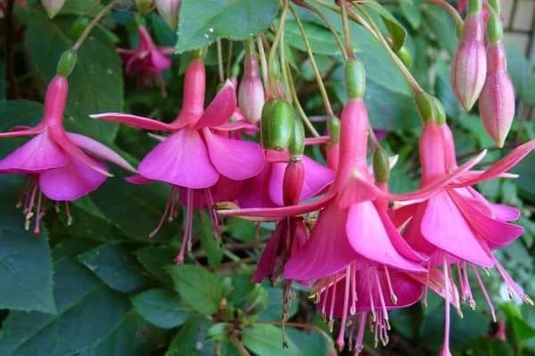 fuschia flowers