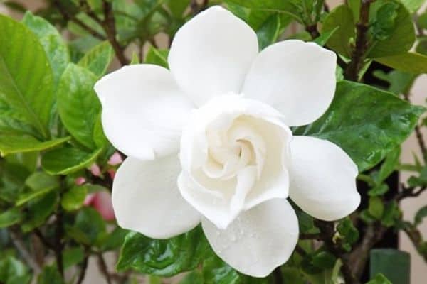 Gardenia